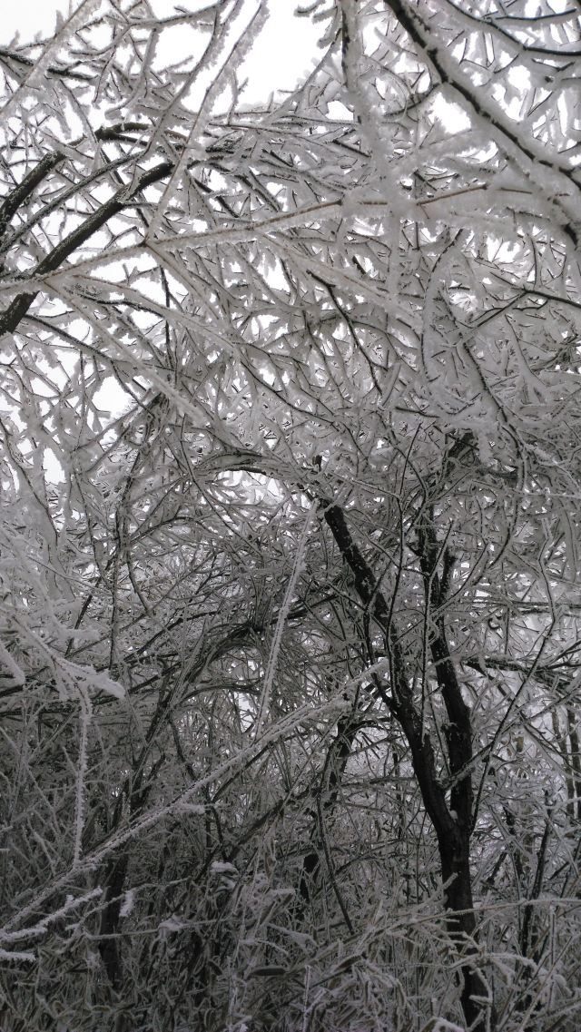 落光了叶子的树上,挂满了毛茸茸,亮晶晶的银条儿