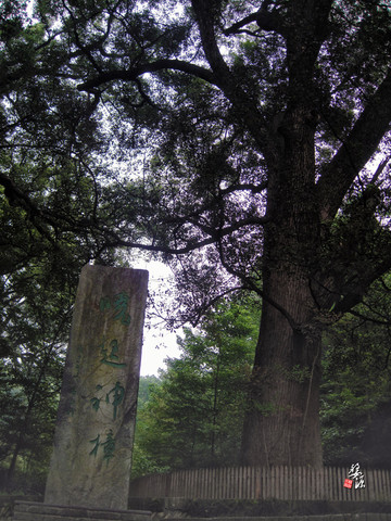 晓起的千年神樟