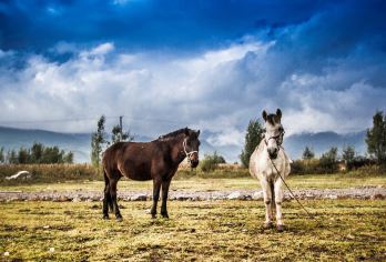 丽江拉市海茶马古道一日游【骑马+午餐+划皮划艇+往返接送】【[安心出行]保证一人一座，行程透明，丽江古城周边客栈和酒店上门接送】