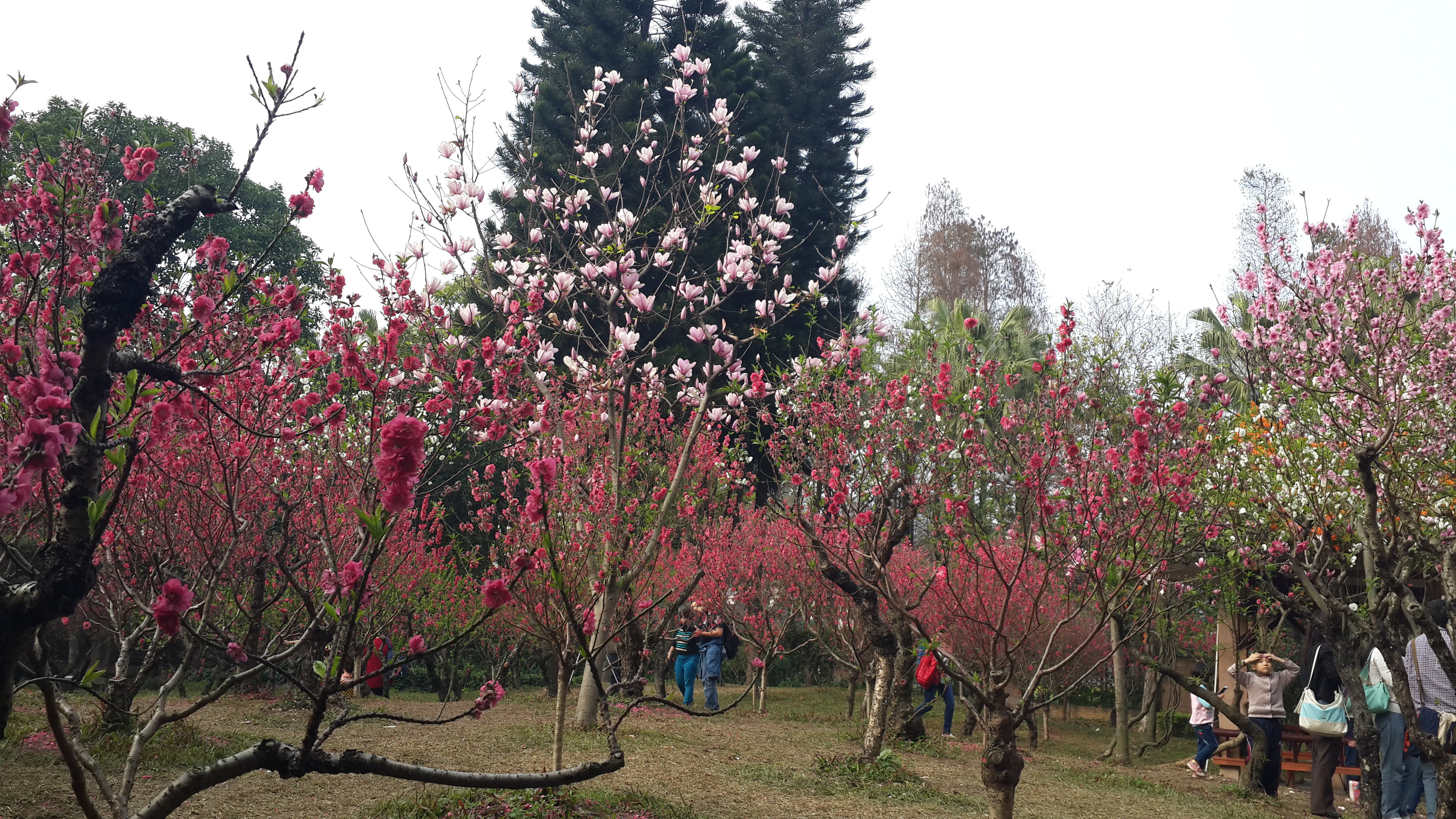 "广州过年,花城看花"