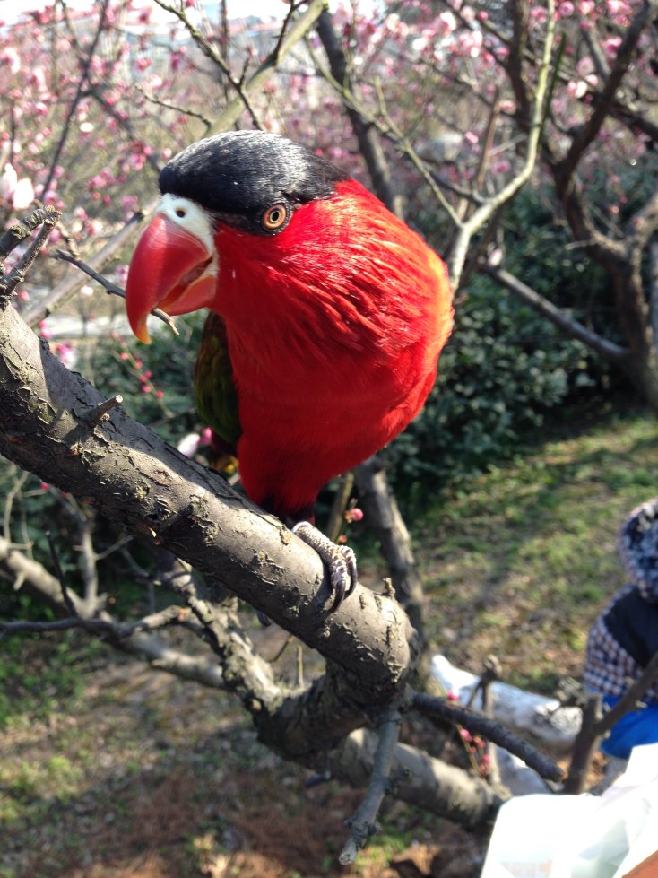 一只美丽的黑顶吸蜜鹦鹉