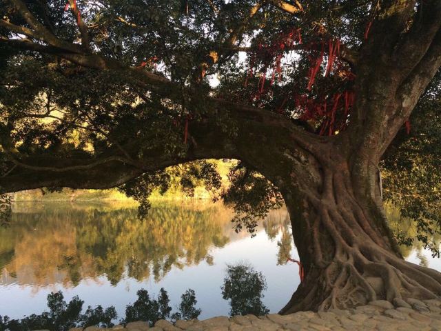 一共8棵大榕树,慢慢数哦.千年古桐.