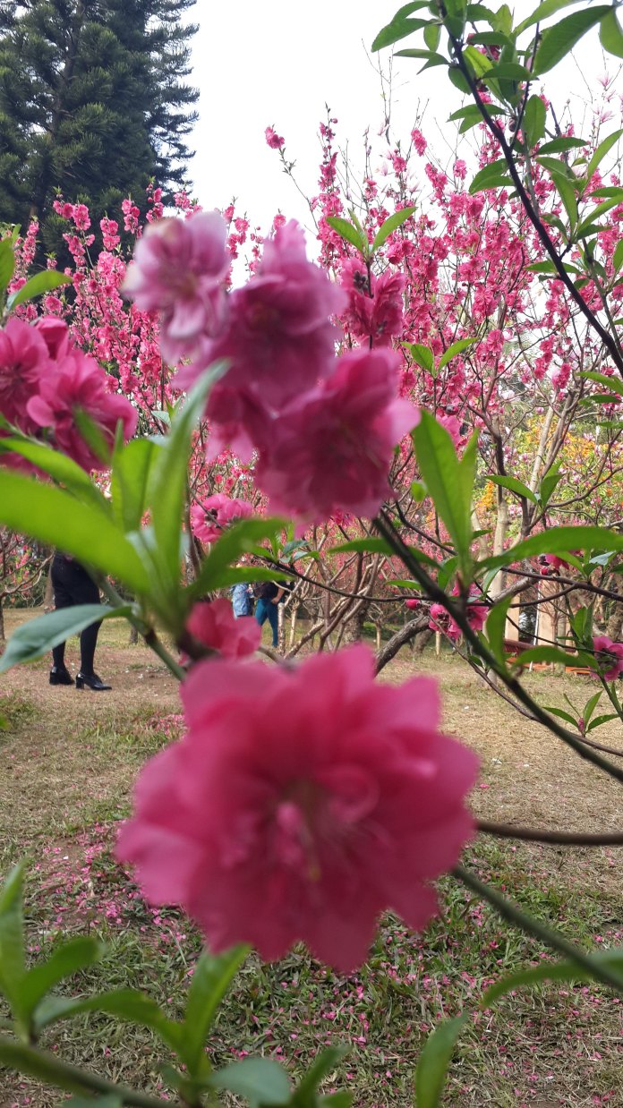"广州过年,花城看花"