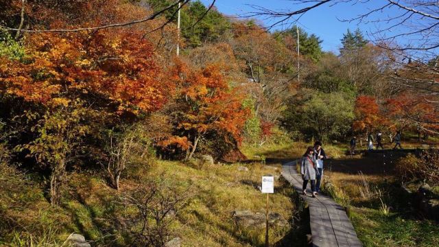 六甲高山植物园