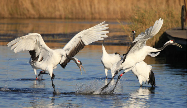 梦见一对丹顶鹤带到回家的路上,心灵的归宿与生命的美好寓意 梦见一对丹顶鹤带到回家的路上,心灵的归宿与生命的美好寓意
