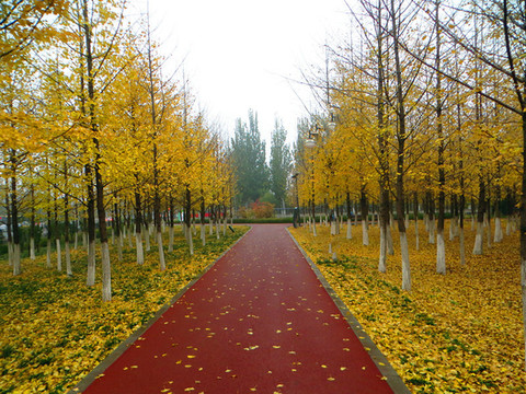 丹青圃公园(北京海淀)