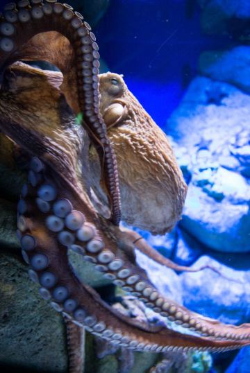 大章鱼.超恶心,皮皱巴巴的 s.e.a海洋馆