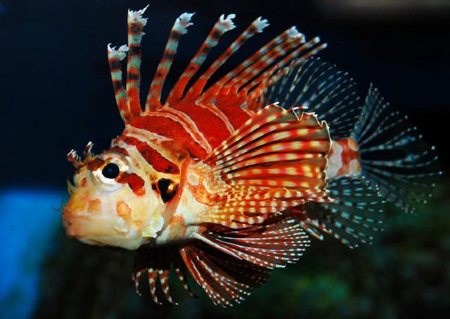 2015.6.26-7.4 塞班aow之行 - 塞班岛游记攻略【携程攻略】