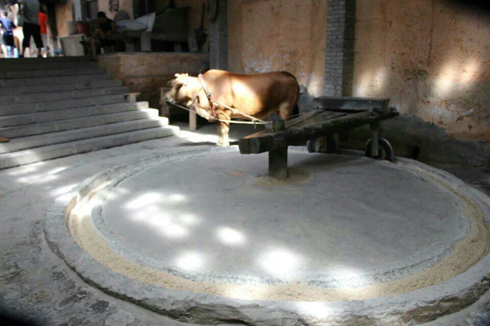 牛拉磨,牛拉犁,老牛拉磨_大山谷图库