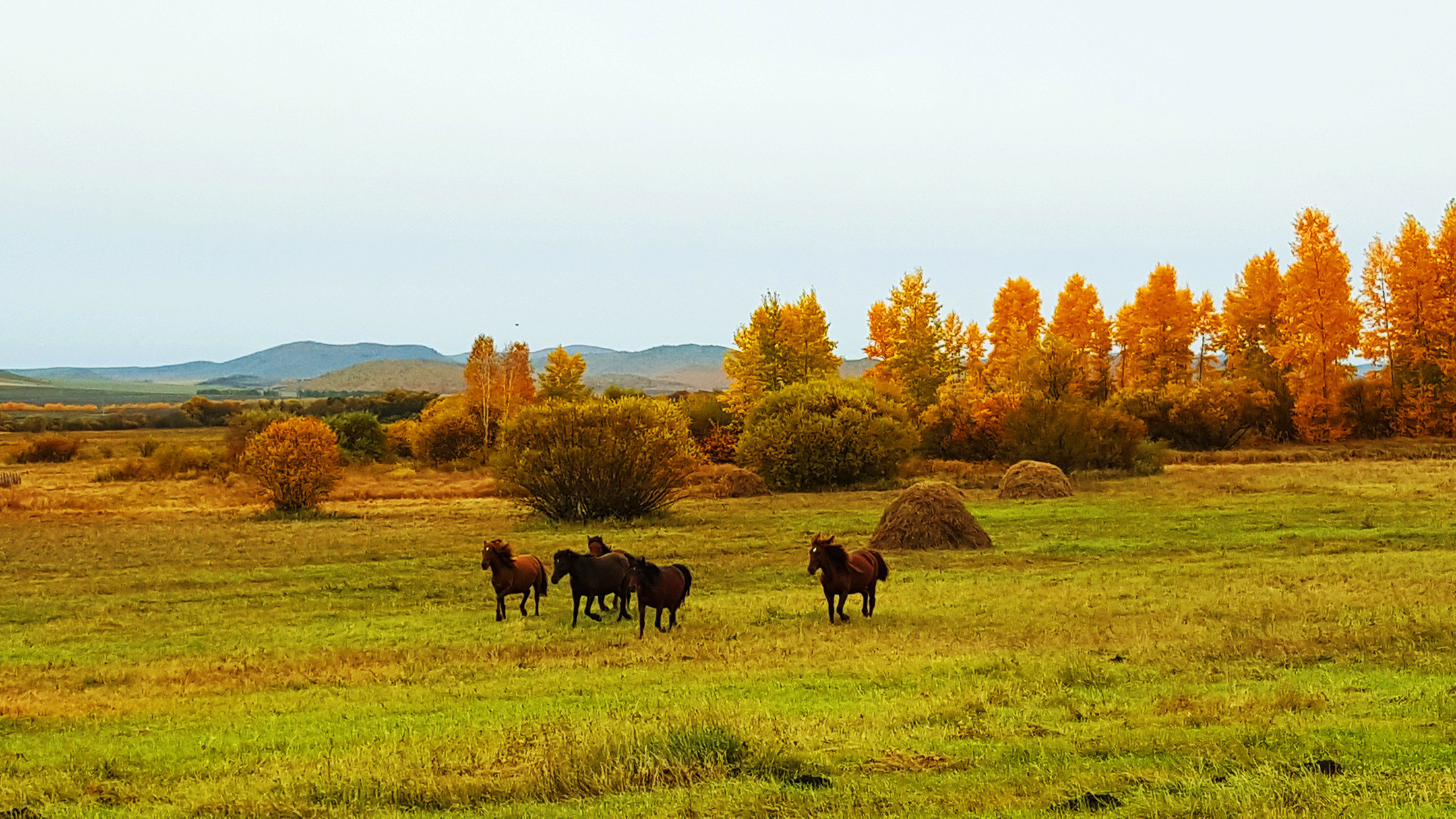 遇见初秋的你一内蒙古呼伦贝尔大草原之旅