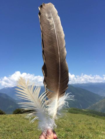 捡到的老鹰羽毛 成都