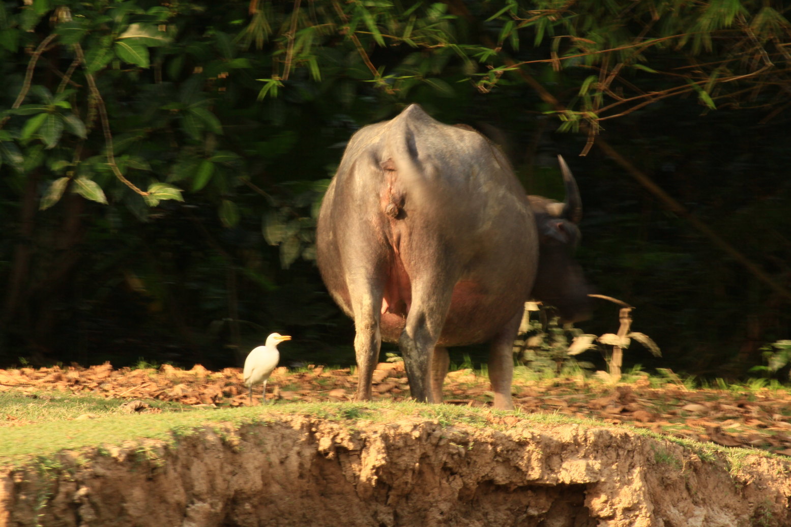 能看到许多的动物,鸟儿在四周飞翔,山羊在远处,水牛还在水中游泳,树上