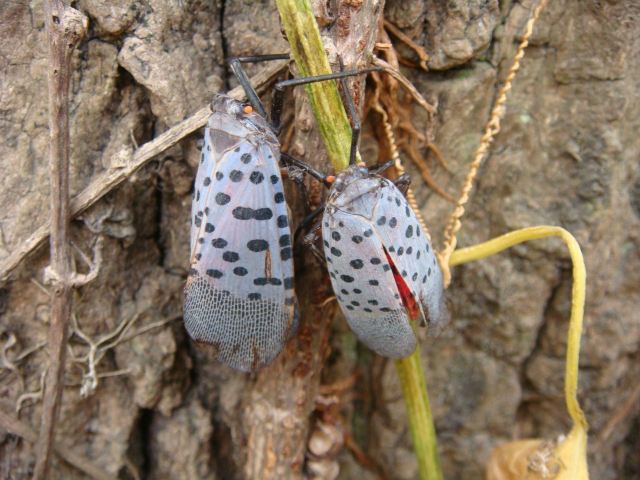 鲑鱼环境教育学院thirty five 蜡蝉