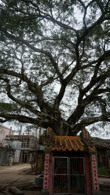 我的家乡在揭阳龙尾新丰村