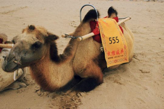骑骆驼是100/人 一次带五个左右的骆驼 领路的人会问你要不要帮你们