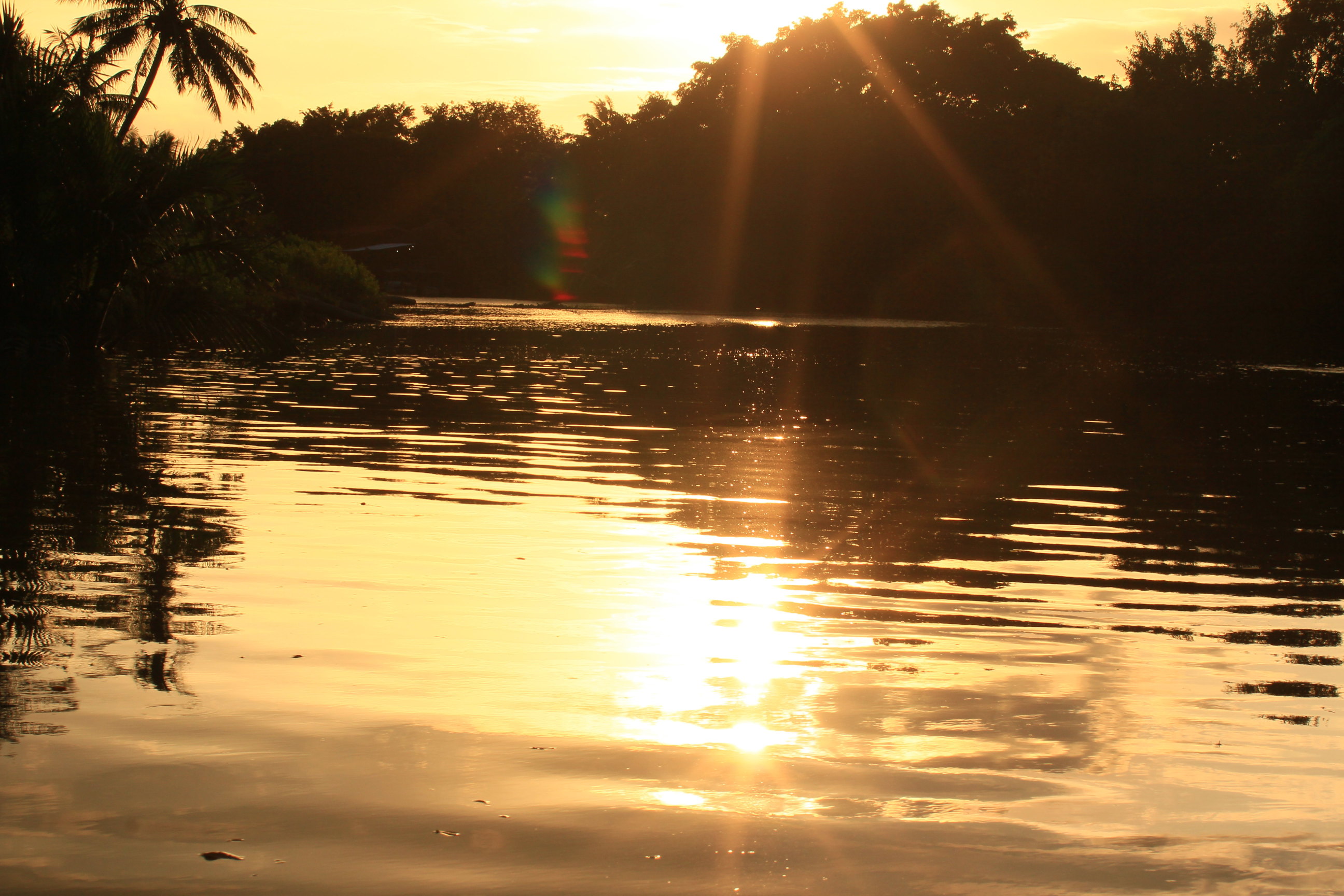 马来西亚亚庇红树林