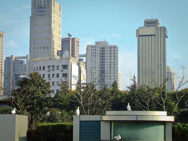 广场,鸽子与风筝