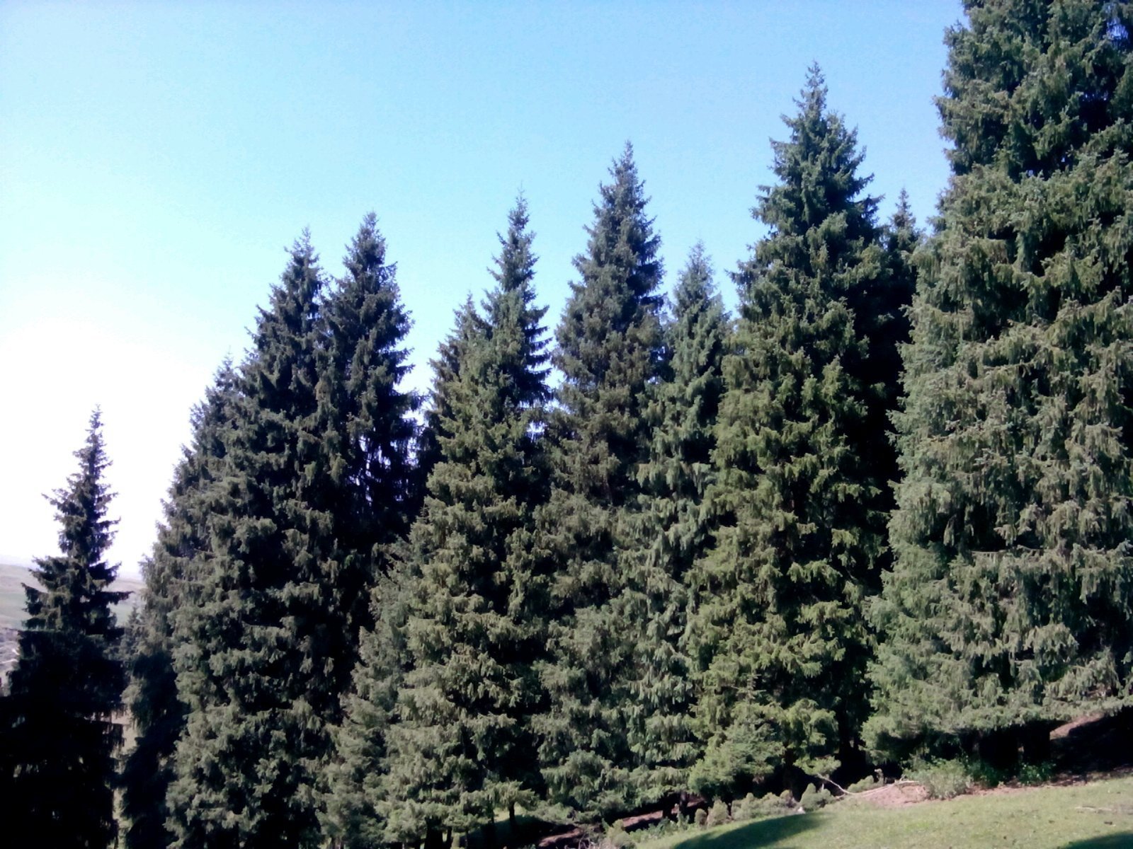东北针叶林,北方针叶林,北美针叶林(第5页)_大山谷图库