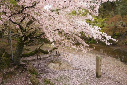 落樱铺满了水池,别有一番风味