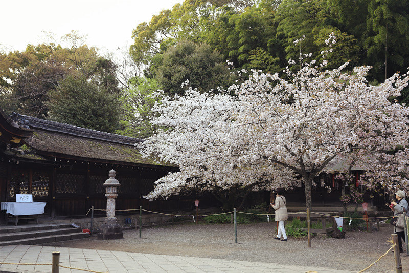 京都平野神社