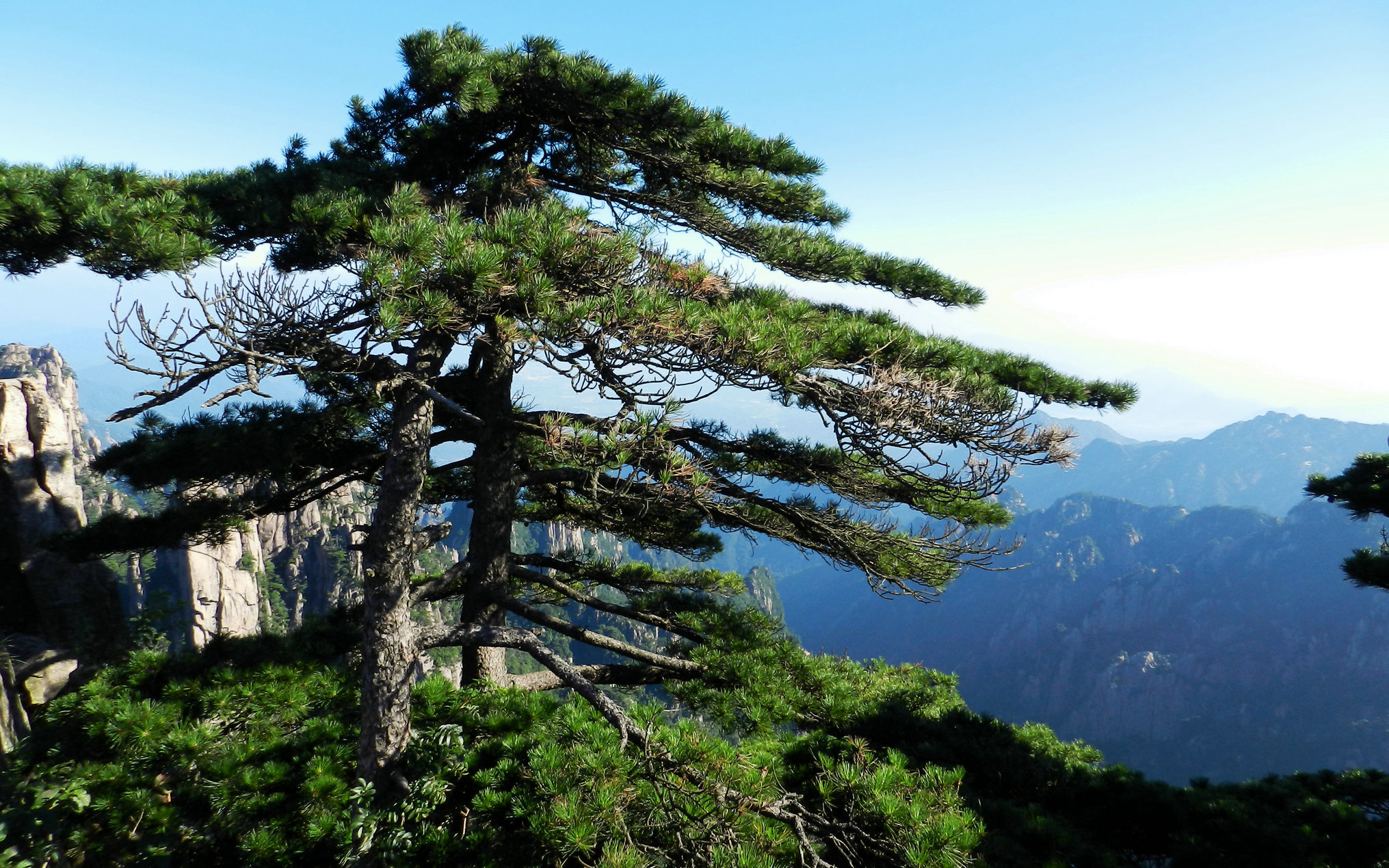 中国十大松树图片
