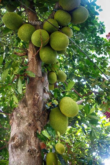 第一次看见榴莲树.密密麻麻长得都是榴莲,多少都有些密集恐惧.