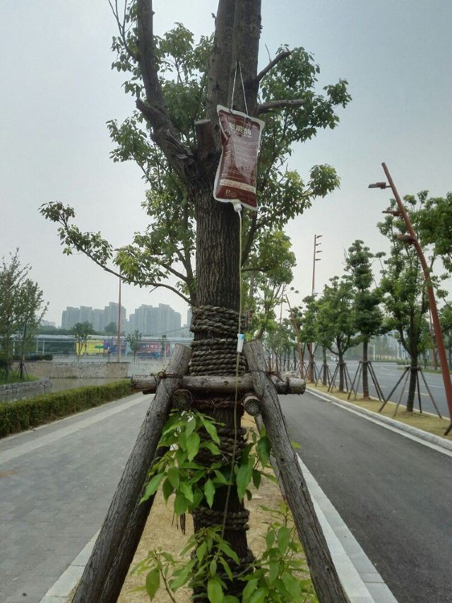在打点滴的树 这特么生活比我还好.