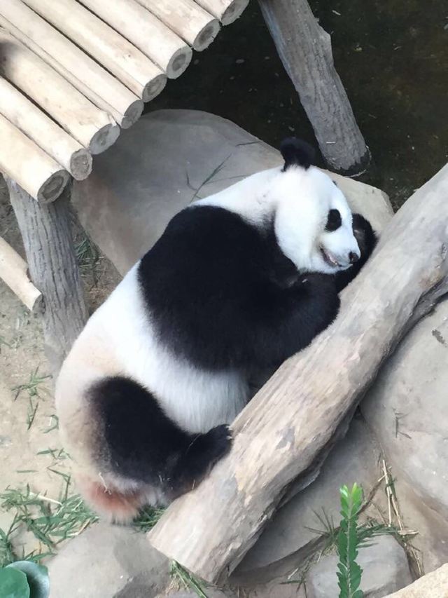 除了熊貓住的地方舒服乾淨.動物園實在是太臭啦