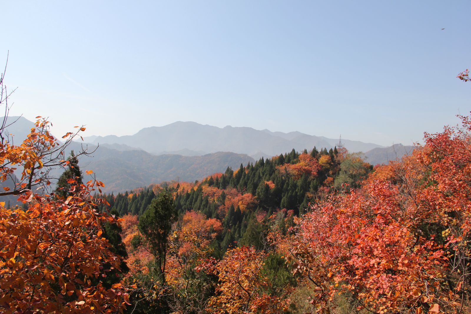 紅葉有一種別樣的美. 八達嶺森林公園 紅葉嶺