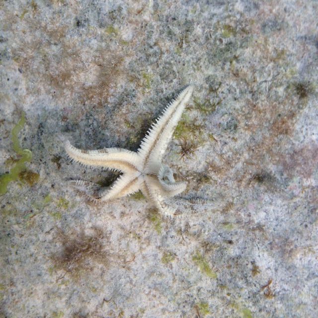 "越狱"的白海星. bohol bee farm