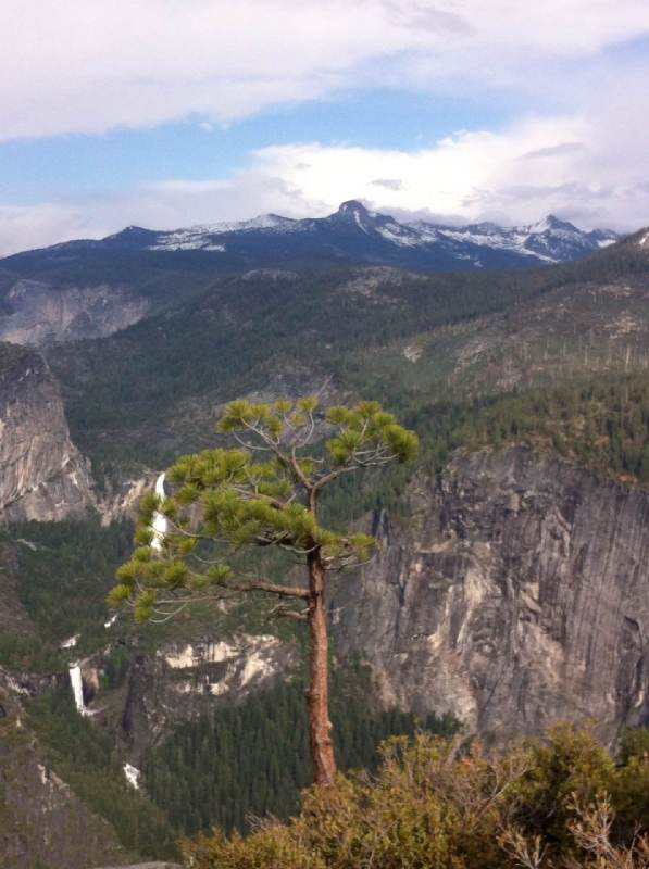 一棵桀骜不群的小松树 优胜美地