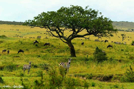 初探东非之马赛马拉