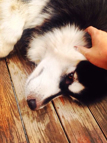 太阳下的狗狗,真挚的眼神 双廊