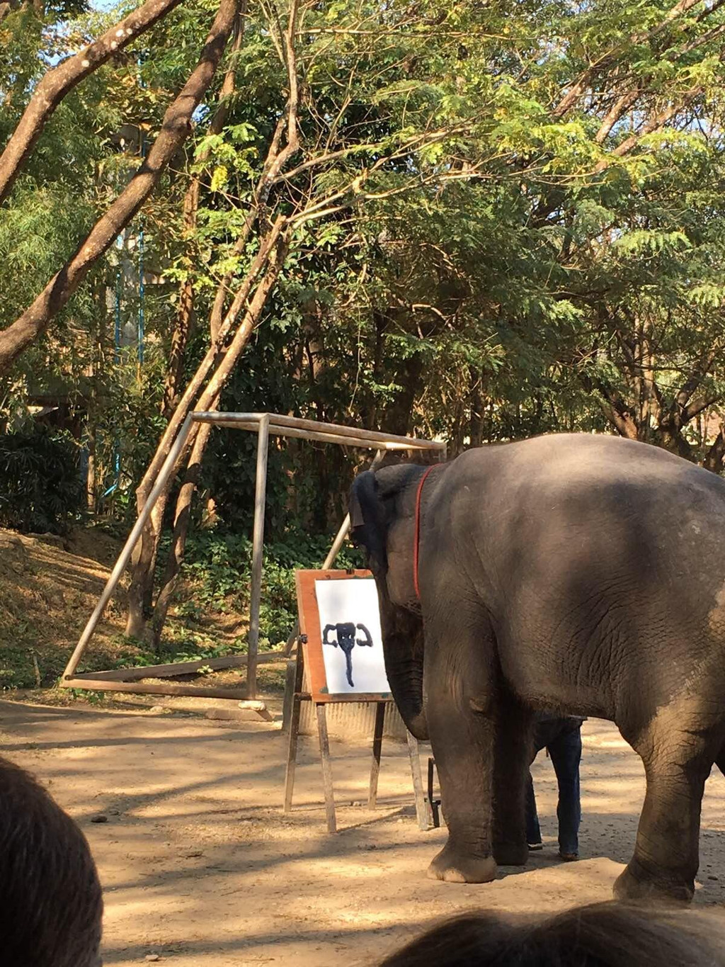 泰國大象自然保護公園