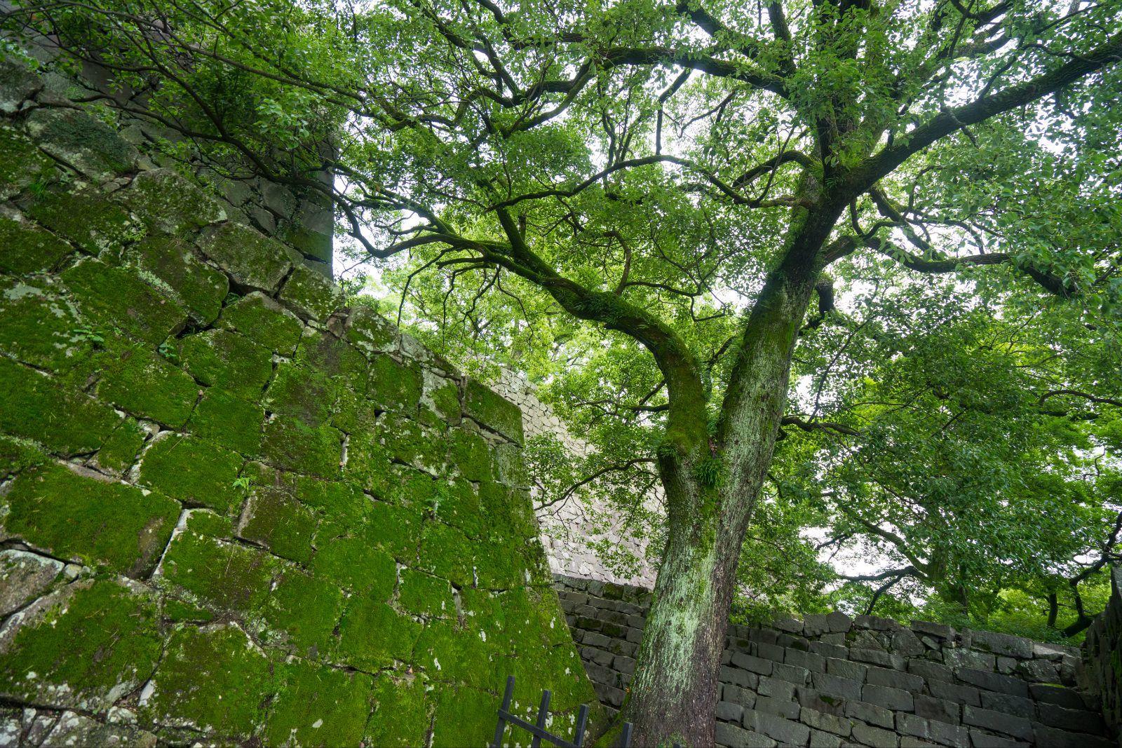 一片绿的树与墙 熊本城