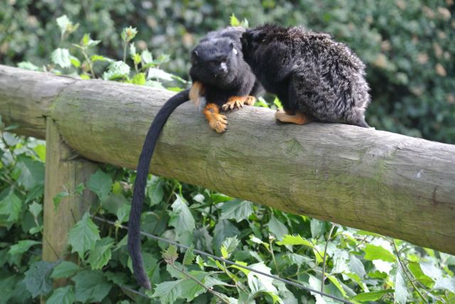 这里有赤掌柽柳猴(golden handed tamarin)