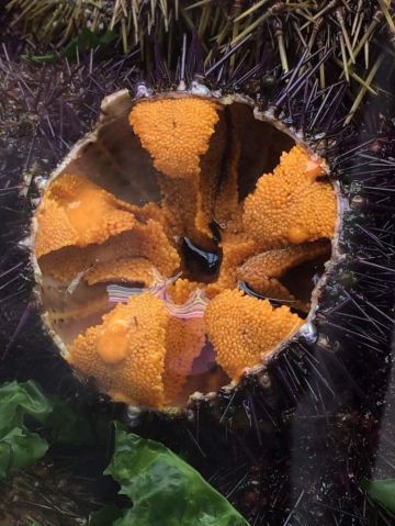 第一次看到海胆内部结构 维多利亚女王市场