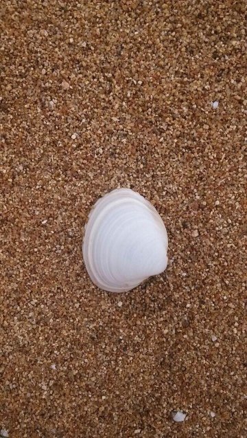 贝壳很白,难得找到这个沙滩 连云港港口