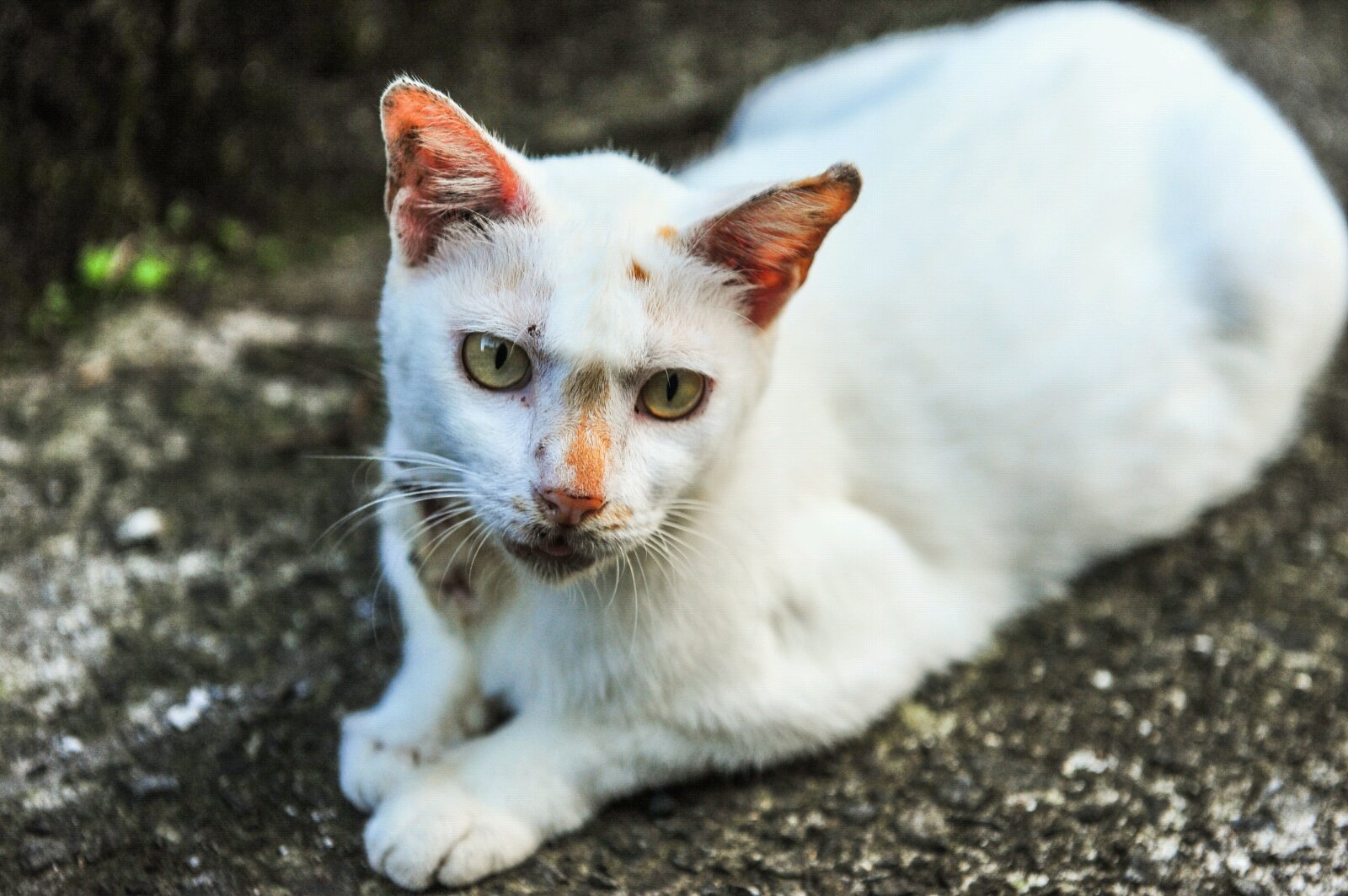 南来的风 台湾行纪