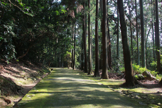 奈良春日山原始林
