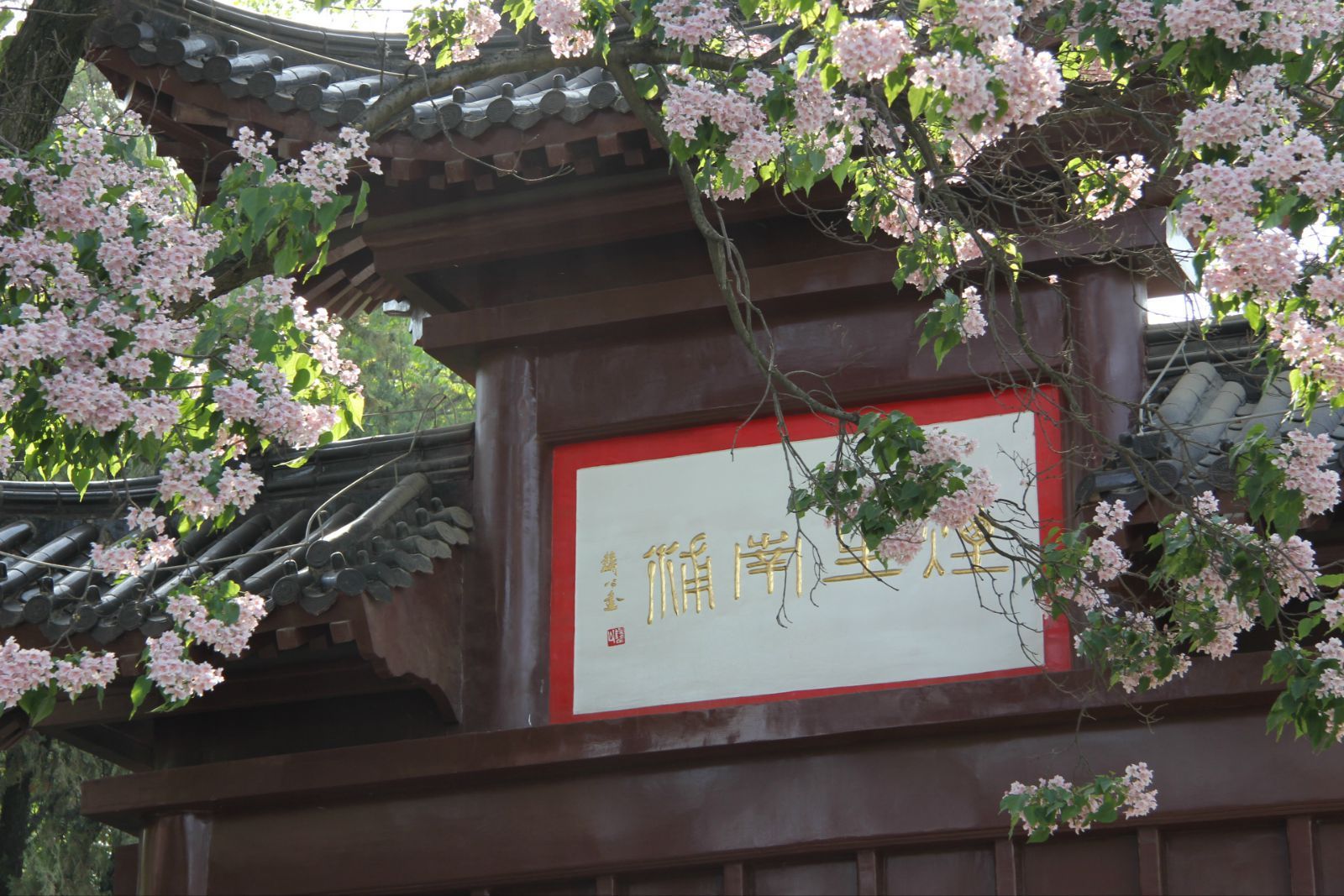 不知道叫什麽花,很大颗很漂亮~ 黄鹤楼