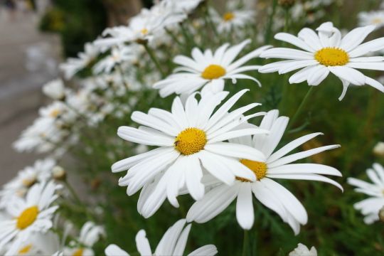 岛上的小雏菊开的艳丽. 圣玛格丽特岛