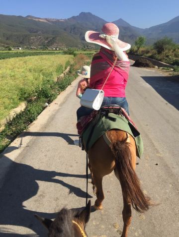 走向枝繁叶茂的五月～丽江大理转转