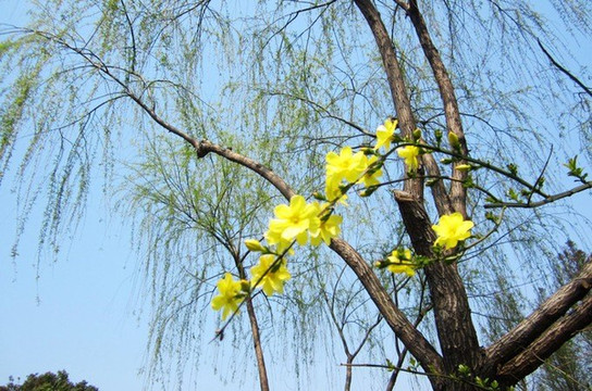 黄色的迎春花,在繁密的枝头羞答答的探出头来,表露出对春天的满怀