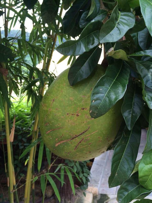 木西瓜,不能吃的,长树上的呢 槟榔谷