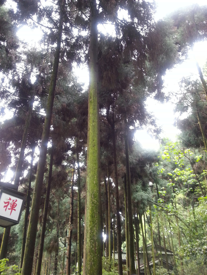 成都5天4晚一天游玩乐山和峨眉山 - 成都游记攻