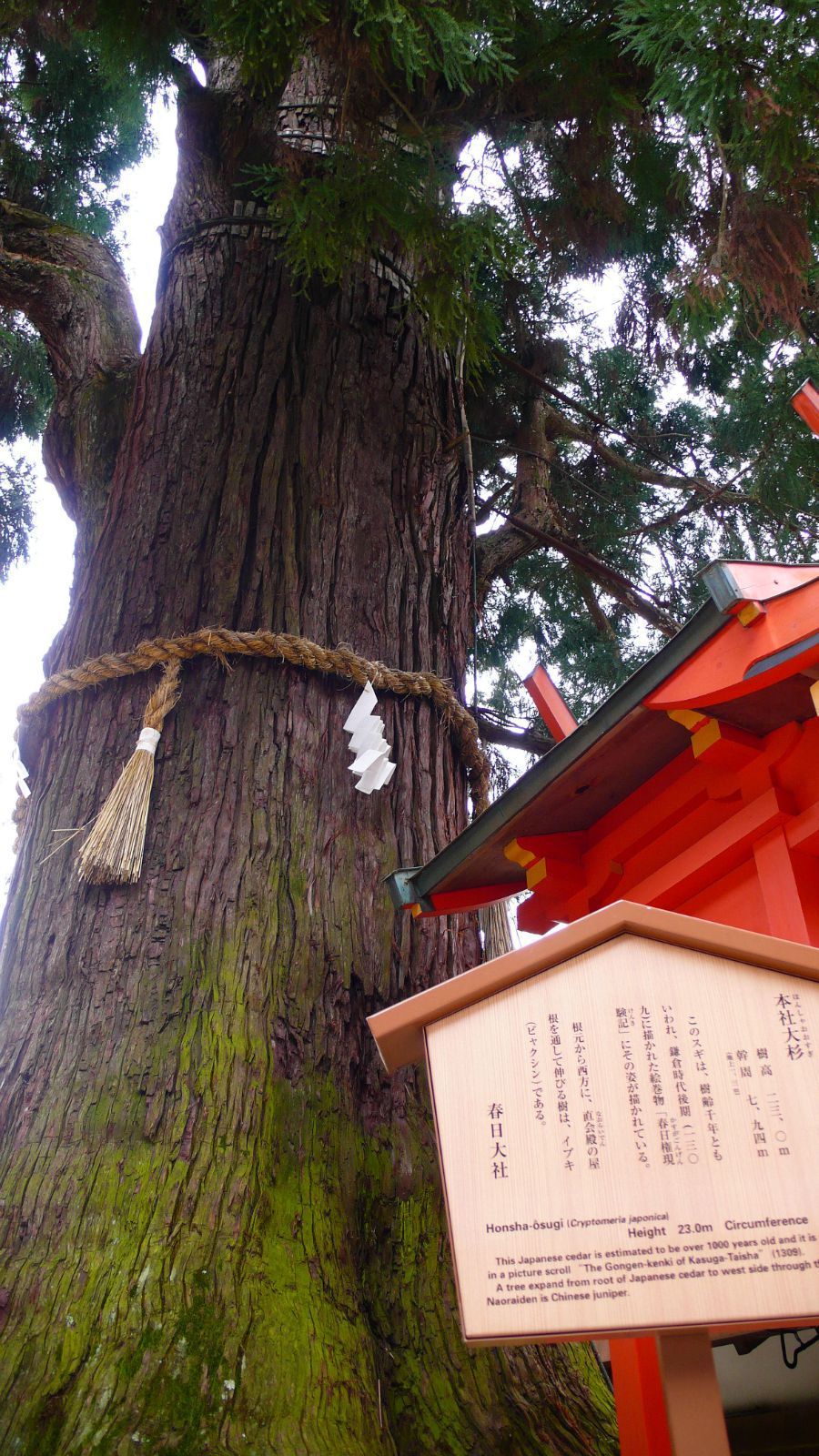 这棵老杉据说树龄在800~1000年之间 春日大社