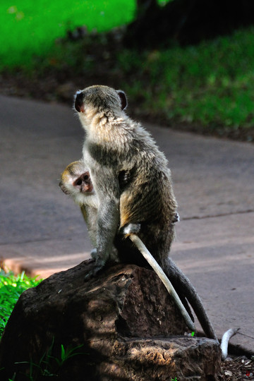 非洲之行(第一篇)——维多利亚瀑布记