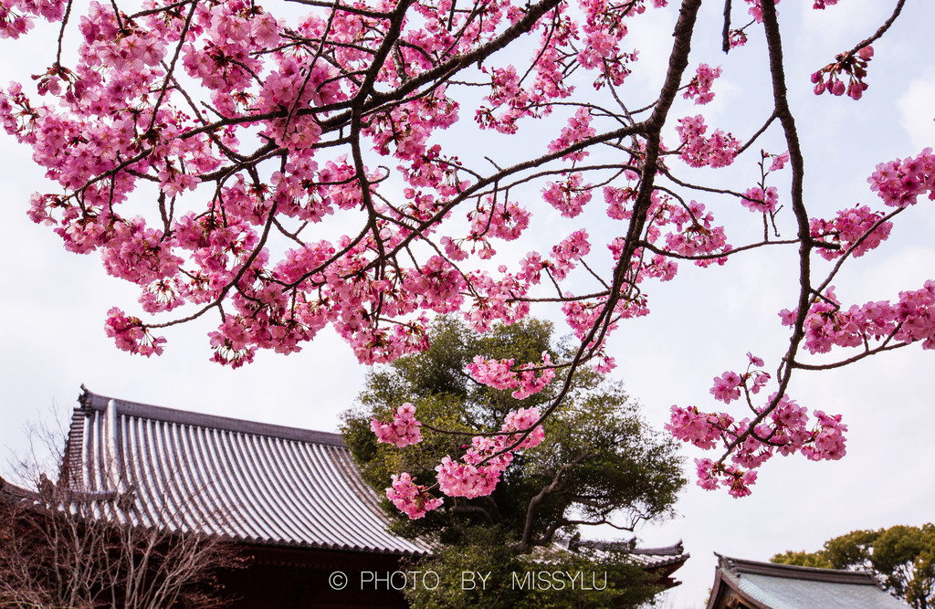 sakuras journey 超多美图 演绎心中最美樱花季