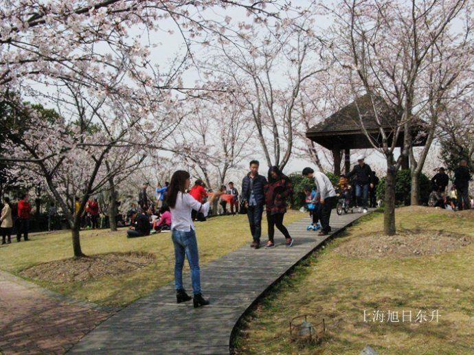 花如海人如织15.9万人次顾村公园赏樱花 上海游记攻略【携程攻略】